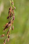 Rufous bulrush